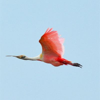 Roseate Spoonbill (2)